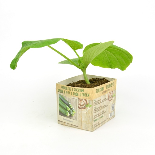 [07-005160] COURGETTE VERTE - 1 plante