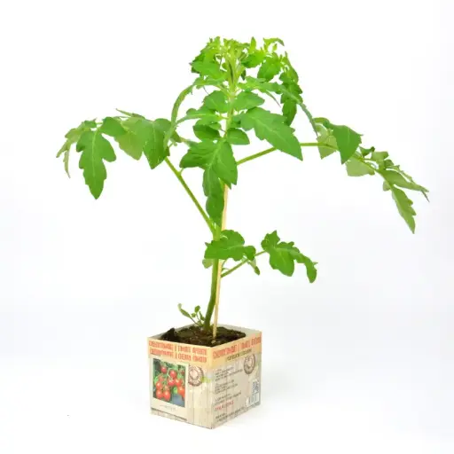 [07-005171] TOMATE ITALIENNE - 1 plante