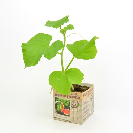 [07-005163] PASTÈQUE - 1 plante