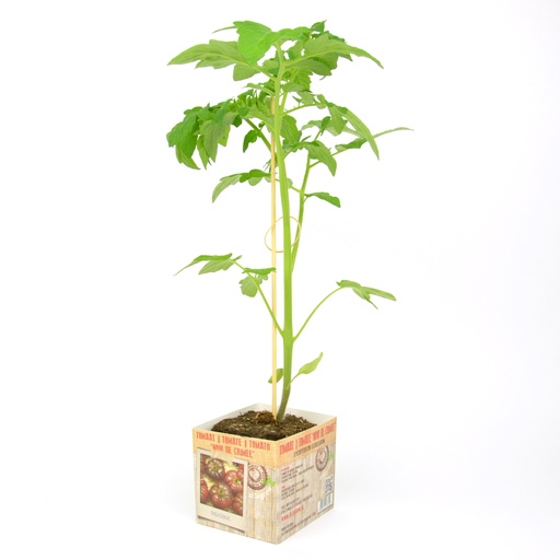 [07-004174] TOMAAT NOIRE DE CRIME PLANTJE