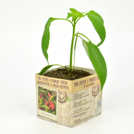 [07-005166] PIMENT PATIO - 1 plante