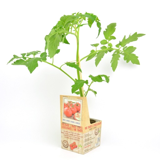 [07-005177] Geënte plant TROSTOMAAT - 1 Plantje