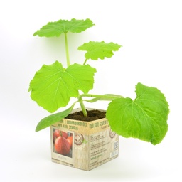[07-005150] CITROUILLE POTIMARRON - 1 plante