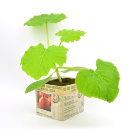 [07-005150] POMPOEN POTIMARRON - 1 plant
