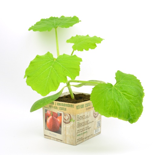 [07-005150] Pompoen Potimarron - 1 Plantje