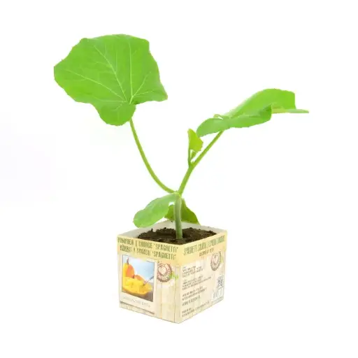 [07-005153] CITROUILLE SPAGHETTI - 1 plante