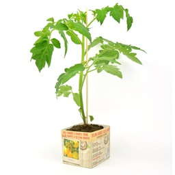 [07-005170] Gele tomaat - 1 plantje