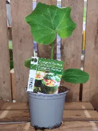 [07-005162] RONDE COURGETTE - 1 plant