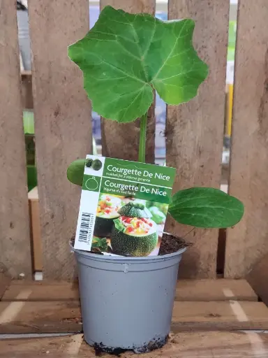 [MR-3030] COURGETTE RONDE - 1 plante