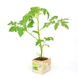 [07-005173] TOMAAT GREEN ZEBRA - 1 plant