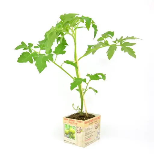 [07-005173] TOMATE GREEN ZEBRA - 1 plante