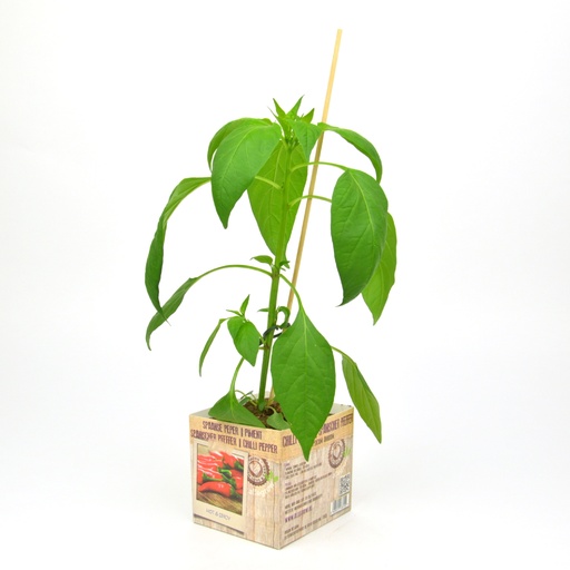 [07-005165] Piment - 1 plante