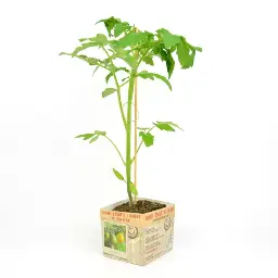 [07-005175] Tomaat YELLOW PEAR SHAPED - 1 plant