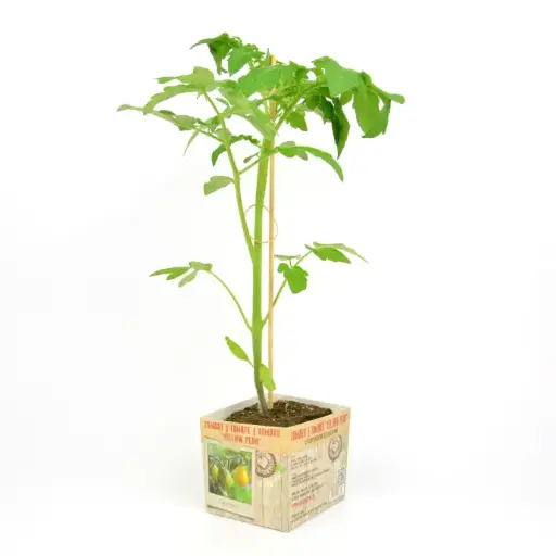 [07-005175] Tomaat Yellow Pear Shaped - 1 Plantje