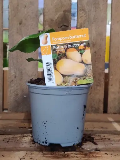 [MR-3070] Pompoen BUTTERNUT - 1 Plantje