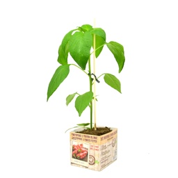 [07-005179] PIMENT DOUX POPPED - 1 plante