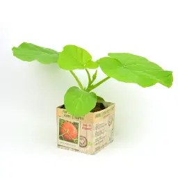 [07-005154] POMPOEN ROUGE VIF d'EMTAMPS - 1 plant