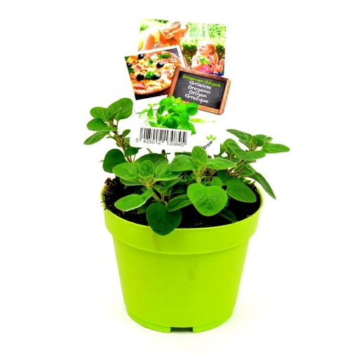 [BPK-0845] OREGANO 13 CM POT