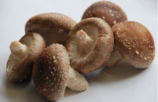 [07-009877] SHIITAKE