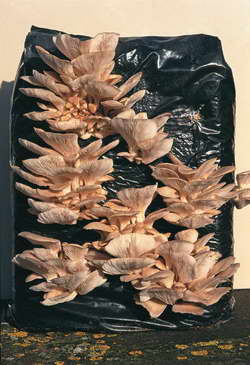 [07-009876] Oesterzwammen pakket - zelf kweken