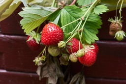 [08-004005] Fraises OSTARA à gros fruits - 24 plantes réfrigérateur
