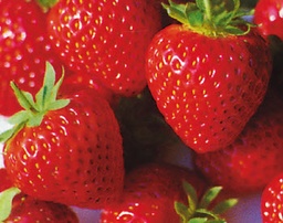 [08-004115] Fraises KENT à gros fruits - 24 plantes réfrigérateur