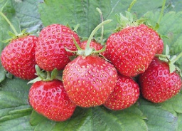 [08-004000] Aardbeien ALBION doordragend - 24 frigoplanten