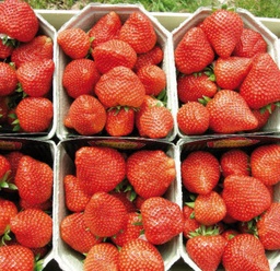[08-004100] Aardbeien ELIANNY eenmalig dragend - 24 frigoplanten
