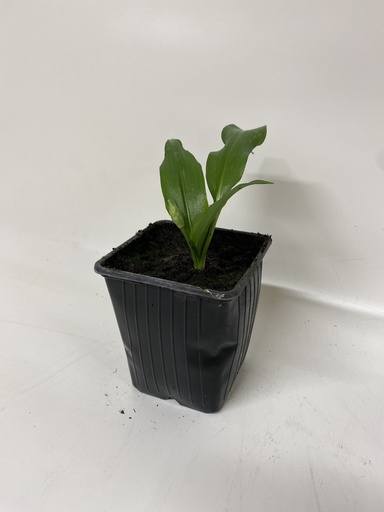 [06-001210] Ail ciboulette ALLIUM URSINUM - 1 pc