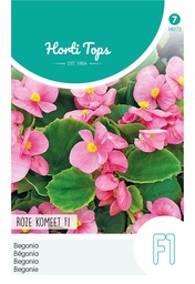 [02-014073] Begonia rose COMET F1 - ca 700 s