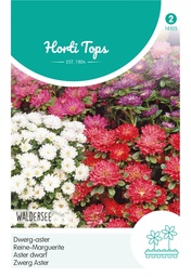 [02-014105] Aster WALDERSEE - ca 0,4 g