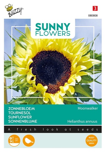 [02-080808] Helianthus annuus MOONWALKER - ca 02,5 g