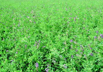 [02-881512] ###klaver LUCERNE 50 m² - 250 g