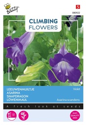 [02-080922] Climbing Flowers, Asarina Violet - ca 10z