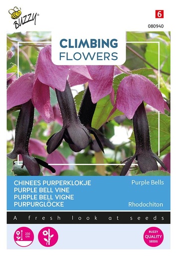 [02-080940] Rodochiton atrosanguineus PURPLE BELLS - ca 10 z