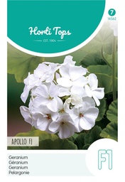 [02-014562] Pelargonium zonale APOLLO - ca 10 z