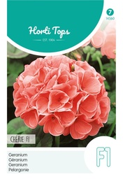 [02-014560] Pelargonium zonale CHERIE - ca 10 z