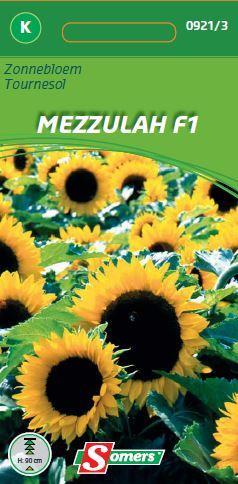 [03-009213] Helianthus MEZULLAH F1 - ca 15 s