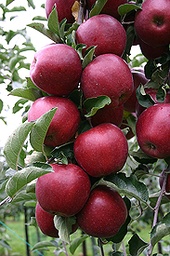 [08-001020] Appelen RED JONAPRINCE - 1 st
