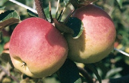 [08-001035] Pommes SANTANA - 1 pc