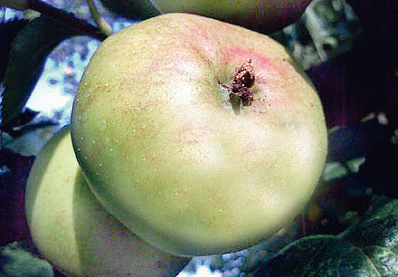 [08-001050] Appelen NOTARISAPPEL - 1 st