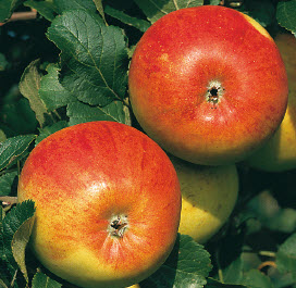 [08-001000] Appelen ALKMENE - 1 st