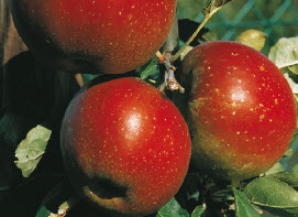 [08-001025] Appelen RODE BOSKOOP SCHMITZ HUBSCH - 1 st