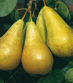 [08-002000] Peren CONFERENCE - 1 st