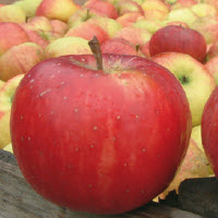 [08-001030] Pommes COX LA VERA - 1 pc
