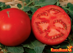 [04-000714] Tomates charnues AMBRA F1 - ca 50 s