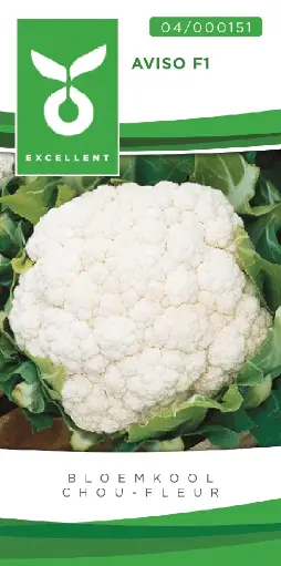 [04-000151] Bloemkolen TOLEDO F1 - ca 50 z