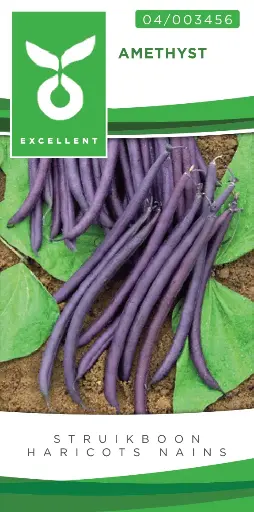 [04-003456] Haricots nains colorés AMETHYST - ca 75 g