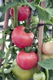 [04-000710] Tomates en grappes HONEY MOON F1 - ca 20 s