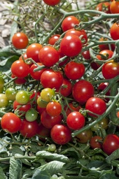 [04-000725] Tomates apéritif SWEET BABY - ca 20 s